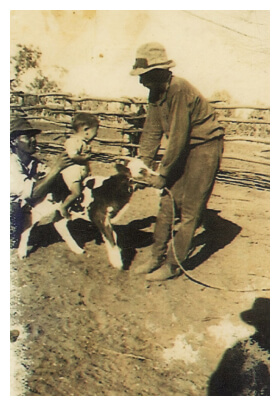 Banjo, aged around 19, feeding a calf at Lake Nash
